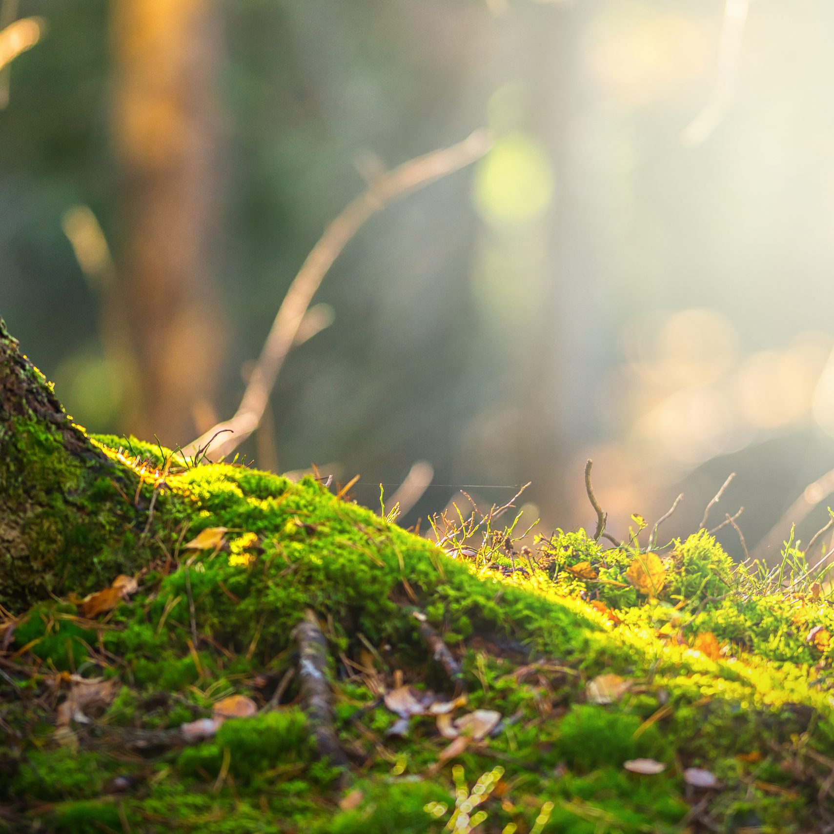 Forest floor in autumn with ray of light and green moss
